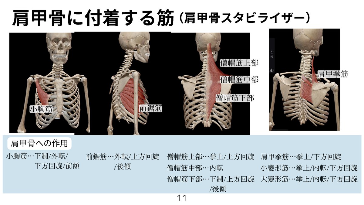 肩甲骨を支える筋肉(スタビライザー)